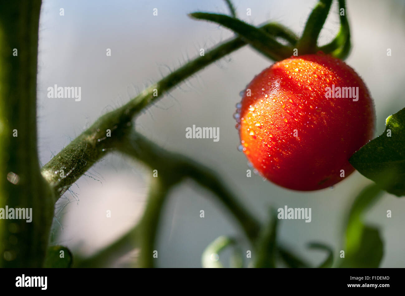 Sweet aperitif red tomato Solanum lycopersicum L.ripening in the greenhouse at the London allotment, England. Stock Photo