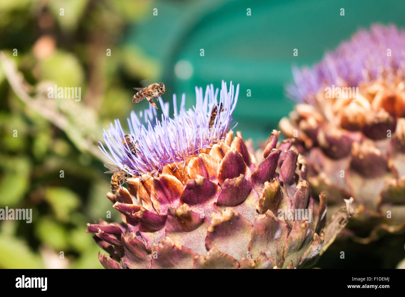 Plants for honey bees hi-res stock photography and images - Alamy