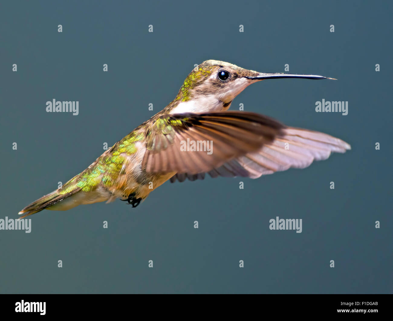 Female Ruby-throated Hummingbird Stock Photo