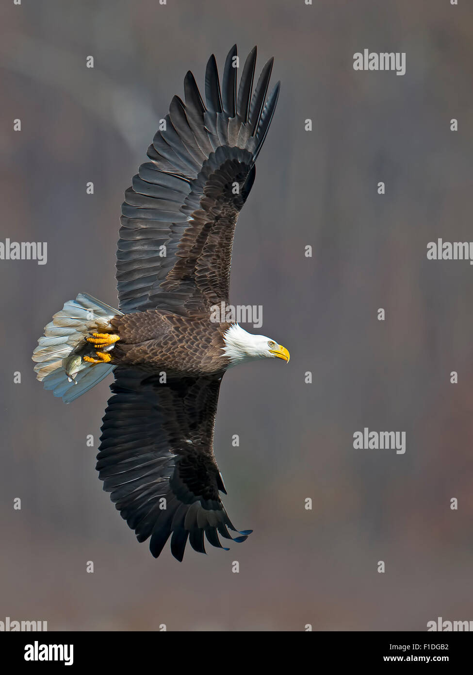 Bald eagle wingspan hires stock photography and images Alamy