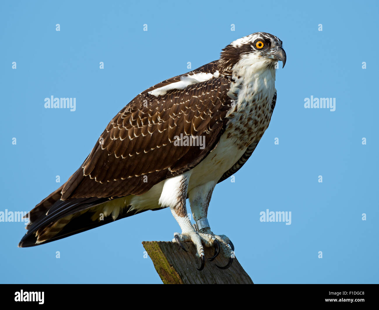 Juvenile Osprey standing on post Stock Photo