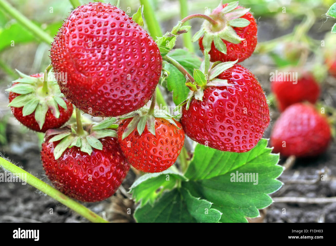 close-up of the ripe strawberry Stock Photo - Alamy