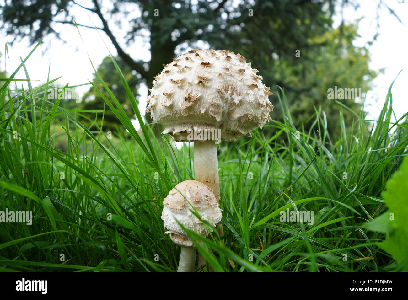 Chlorophyllum rhacodes  Vellinga - Shaggy Parasol mushroom uk Stock Photo