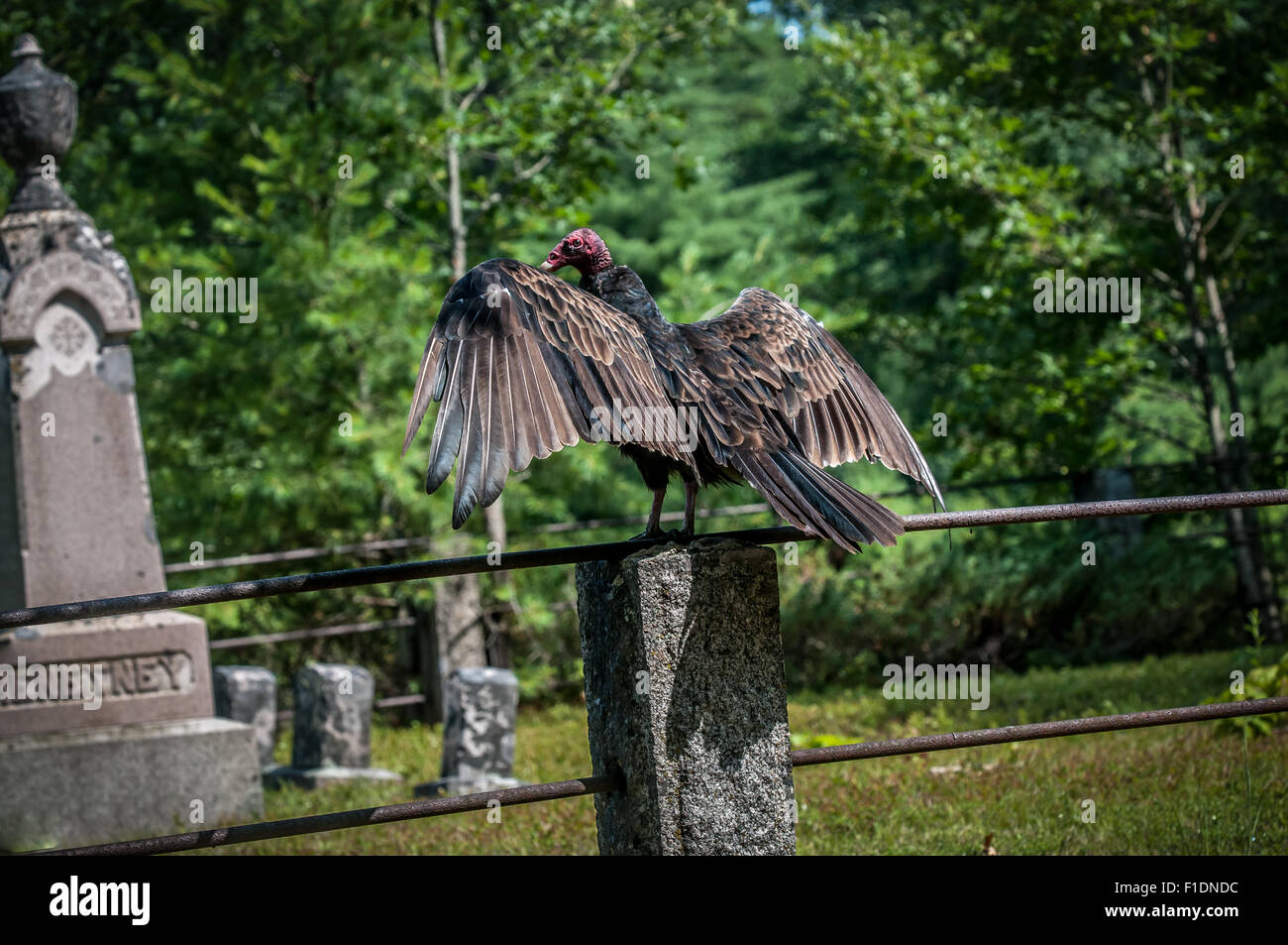 Vulture at family cemetery hires stock photography and images Alamy