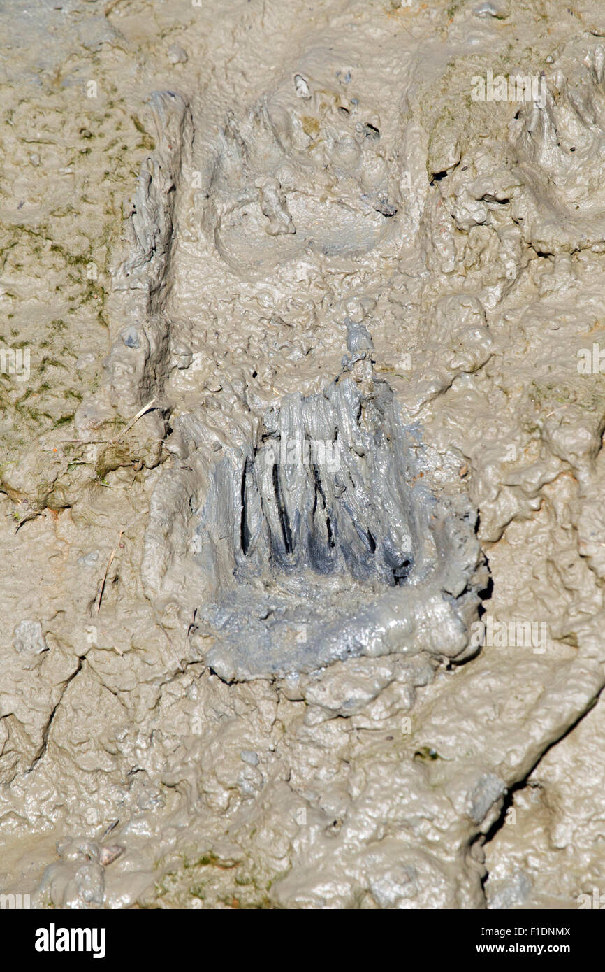 Alaskan Grizzly Bear Paw Prints in Mud Stock Photo - Alamy
