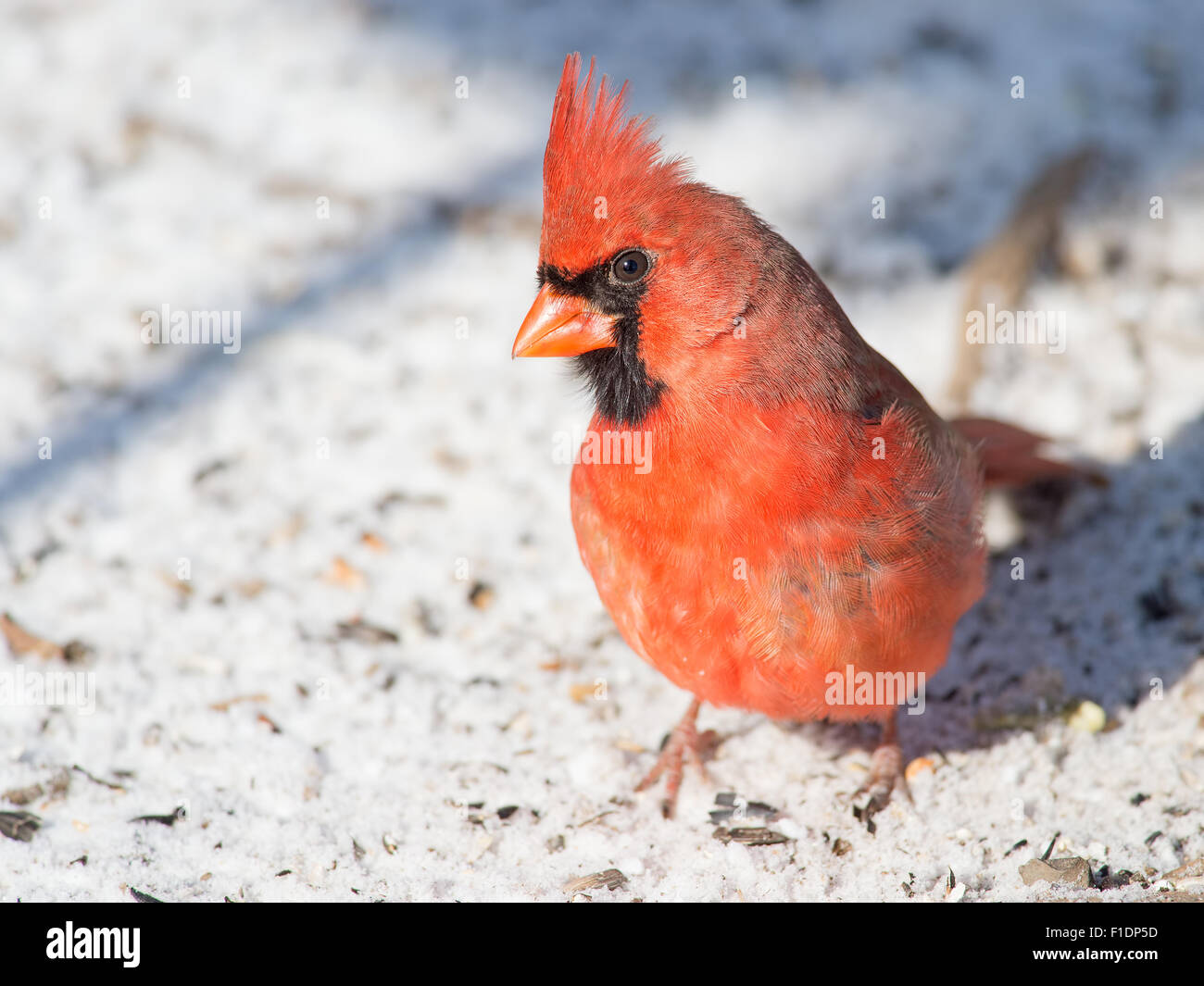 Male Northern Cardinal in the snow. Stock Photo