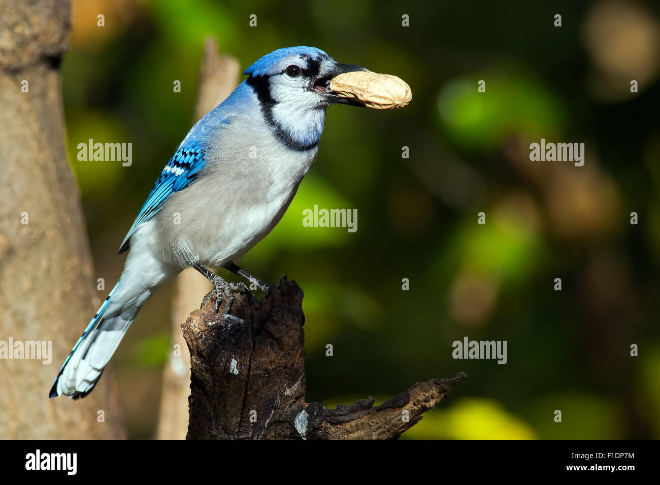 Blue Jay with Peanut in its Beak Stock Photo Alamy
