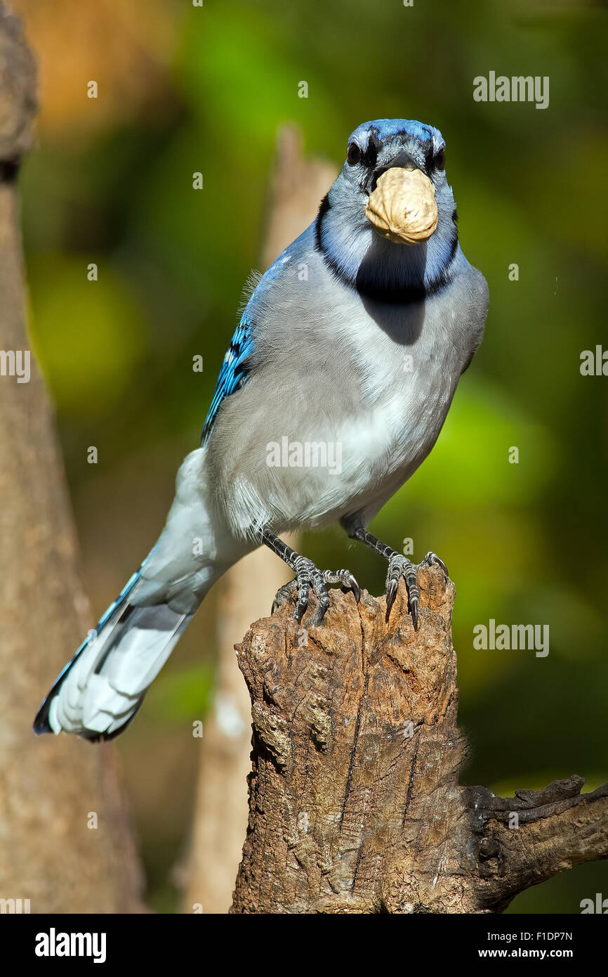 Blue Jay with Peanut in its Beak Stock Photo Alamy