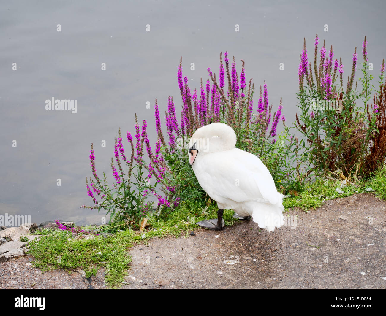 White swan and Rosebay willowherb by the Exe in Exeter, Devon Stock Photo