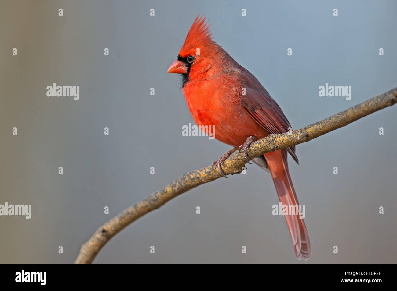 Male Northern Cardinal sitting on a Branch Stock Photo - Alamy