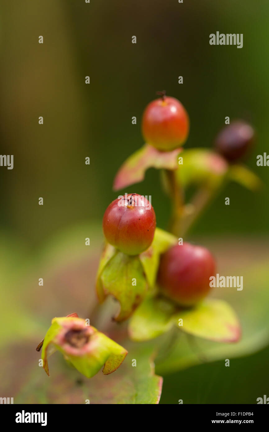 St johns wort berries hires stock photography and images Alamy