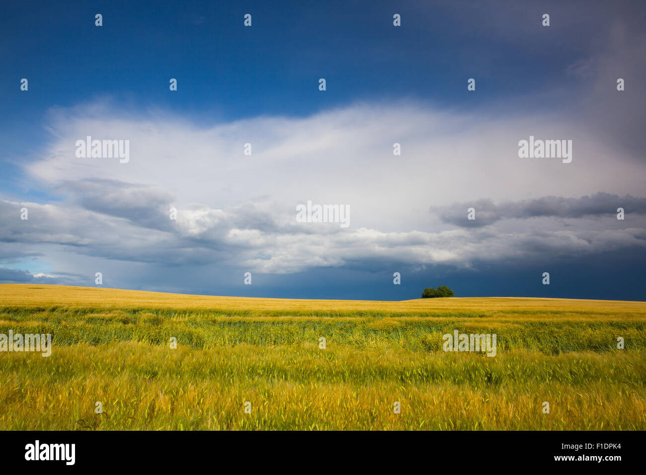 Harvest time and summer landscape after heavy storm Stock Photo - Alamy