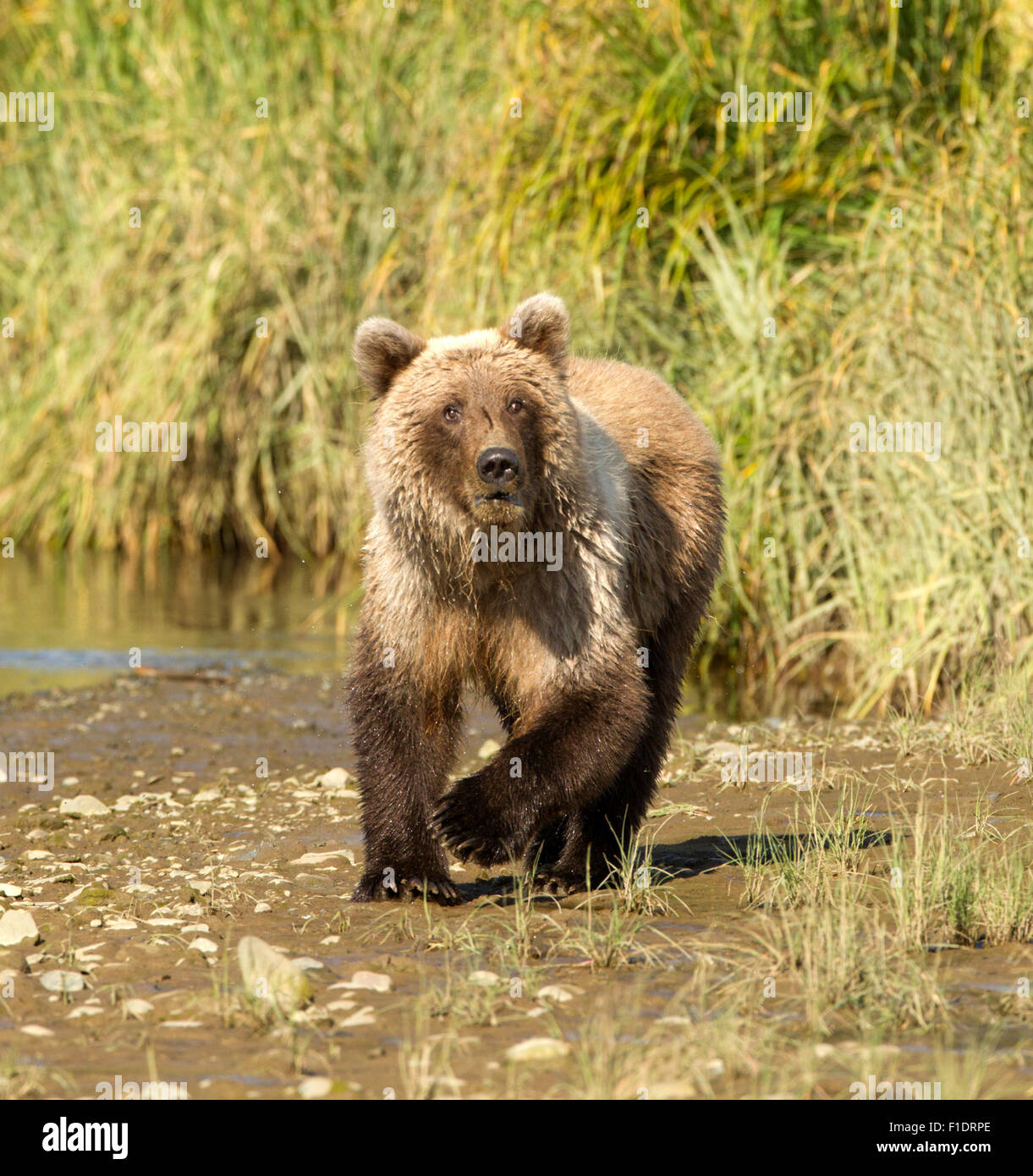 Bear and cub walking hi-res stock photography and images - Alamy