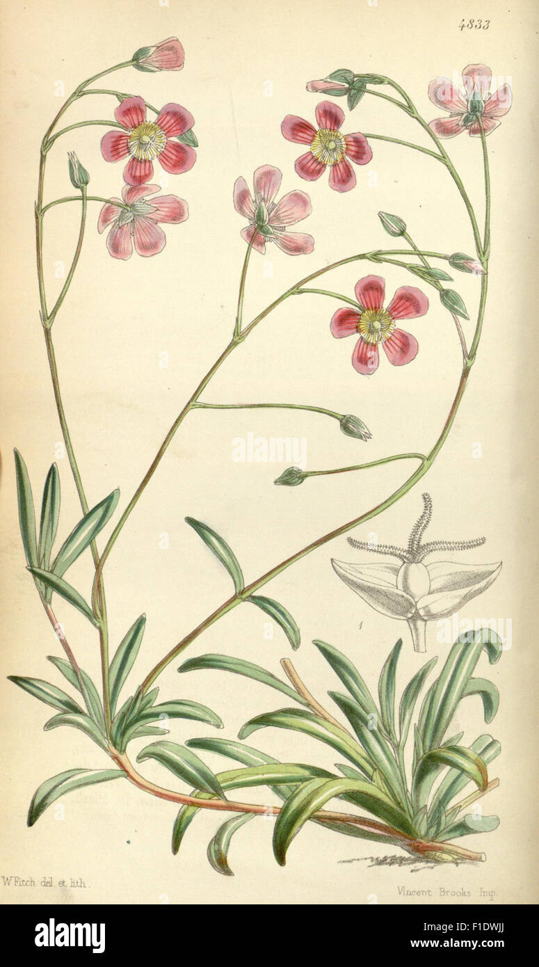 *Curtis's Botanical Magazine* is a renowned periodical that showcases ...