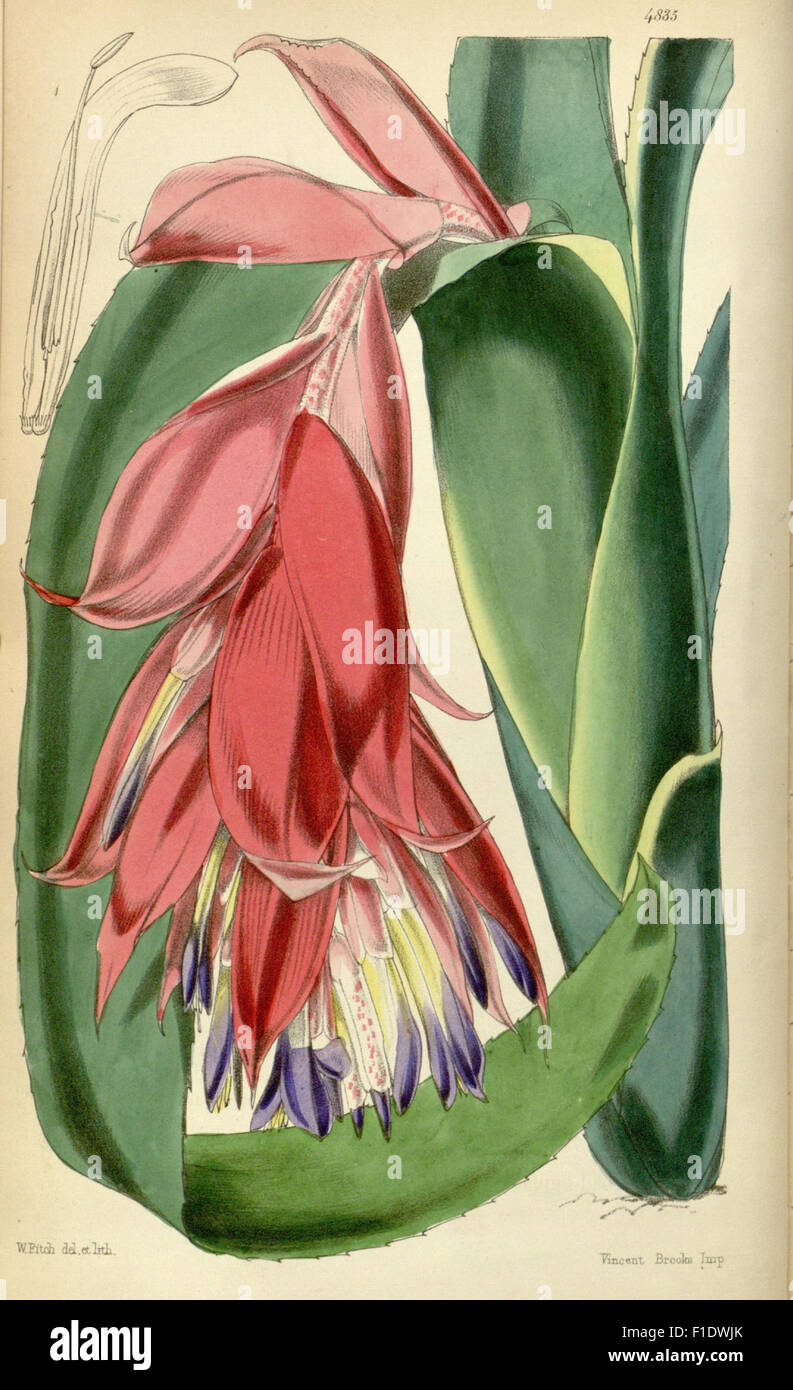 A vintage edition of *Curtis's Botanical Magazine*, featuring detailed ...