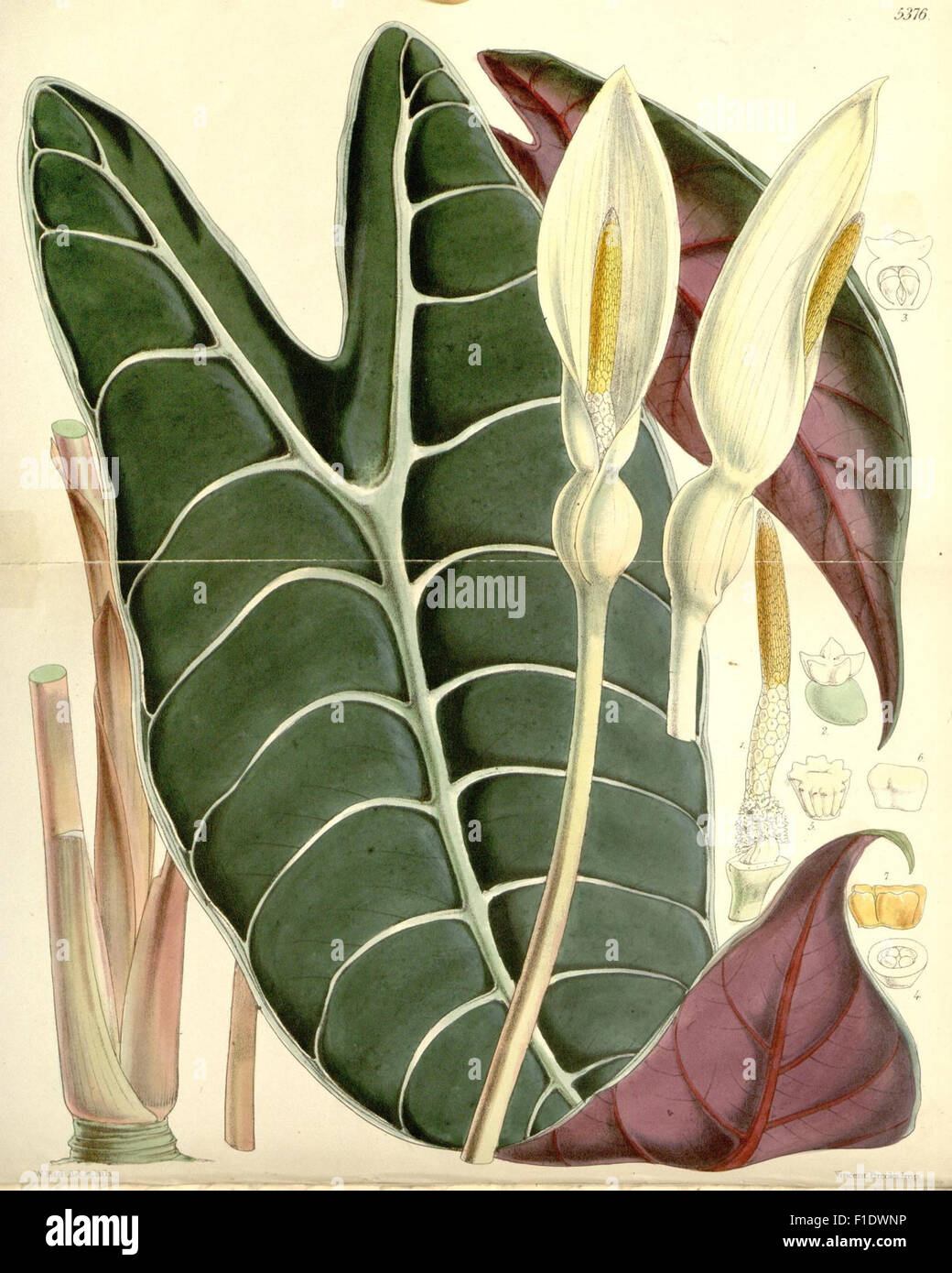 This periodical, *Curtis's Botanical Magazine*, features botanical ...