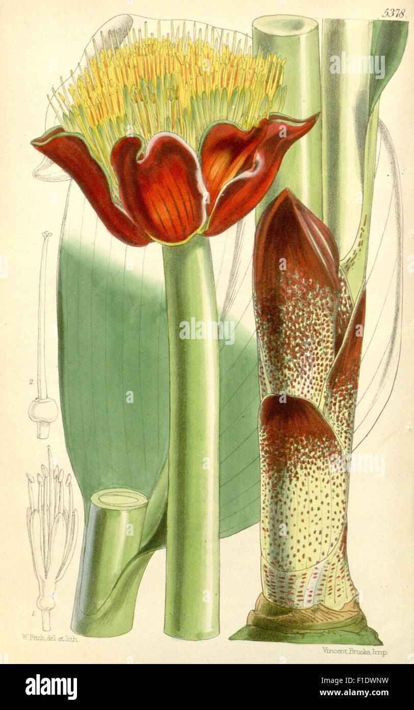 *Curtis's Botanical Magazine* features botanical illustrations and ...