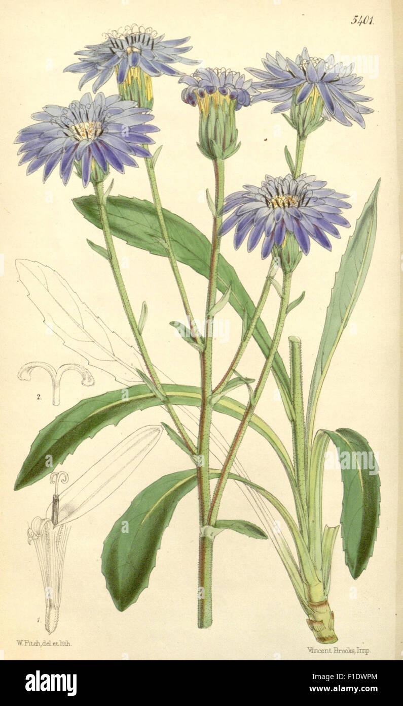 Curtis's Botanical Magazine is an iconic publication known for its ...