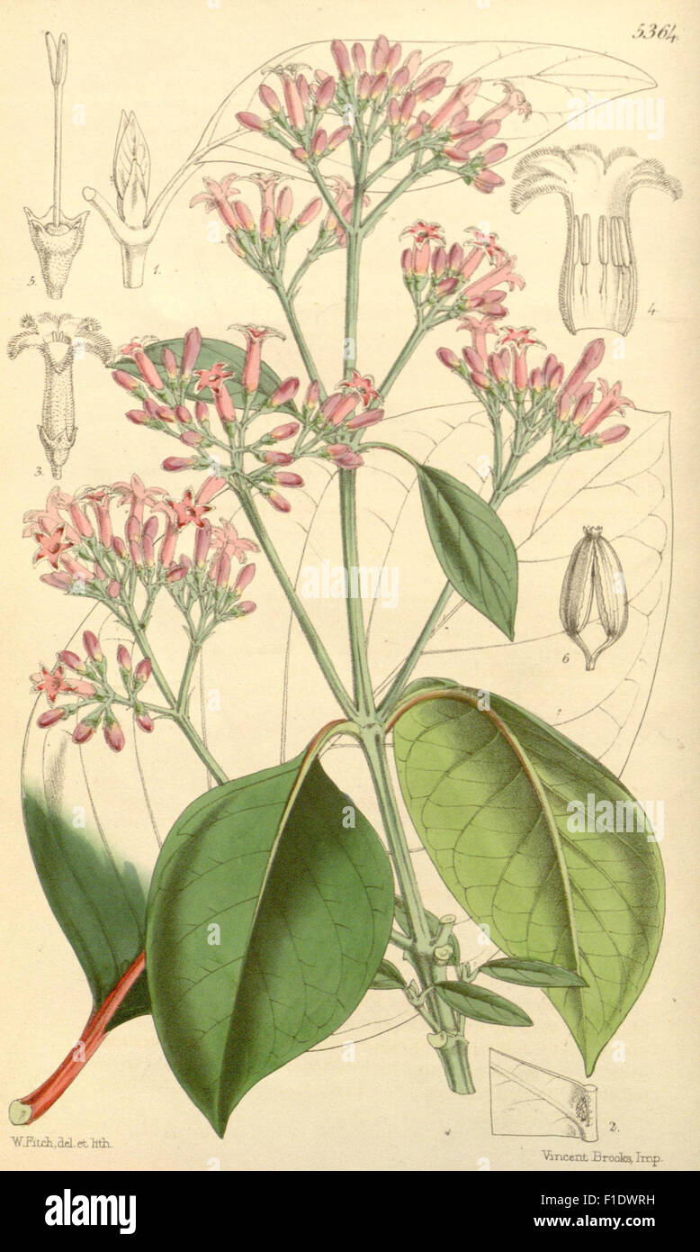 'Curtis's Botanical Magazine' features detailed botanical illustrations ...