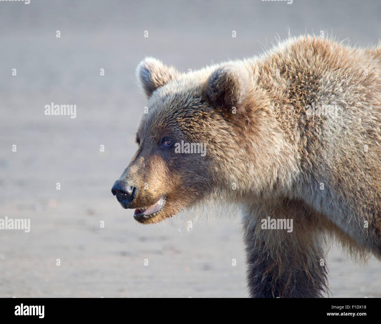 Second Year Grizzly Cub Portrait Stock Photo