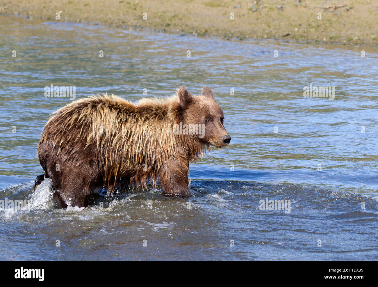 Alaska Brown Bear Cub Walking in Creek Stock Photo - Alamy