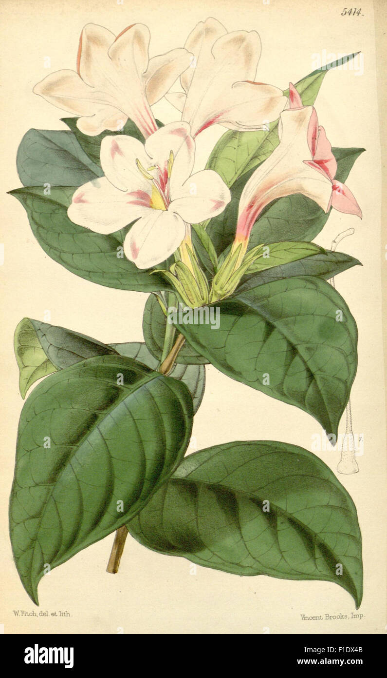 Curtis's Botanical Magazine, a renowned periodical, showcases botanical ...