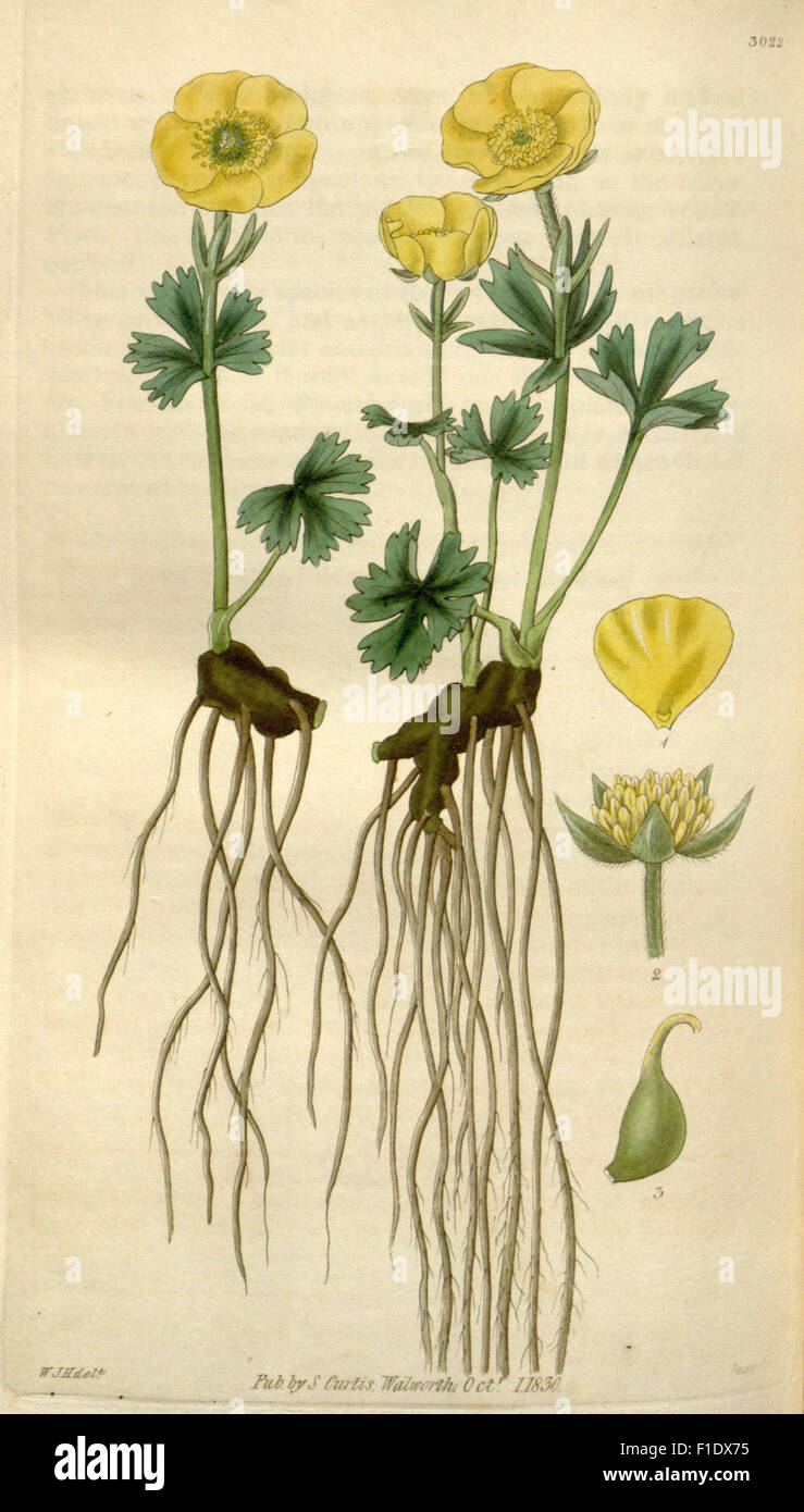 *Curtis's Botanical Magazine* features detailed illustrations and ...