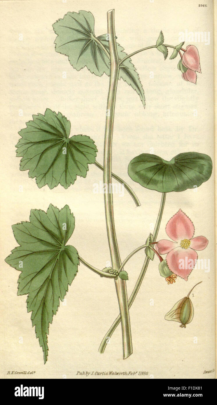 Curtis's Botanical Magazine is a renowned periodical featuring ...