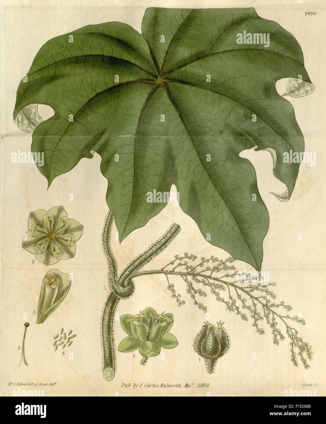 Curtis's Botanical Magazine is a pioneering periodical that showcases ...