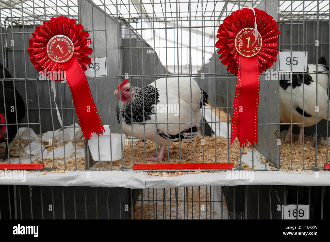 1st prize winning red ribbon on cage with Light Sussex hen chicken at Glamorgan Agricultural Show near Cardiff in Wales UK     KATHY DEWITT Stock Photo