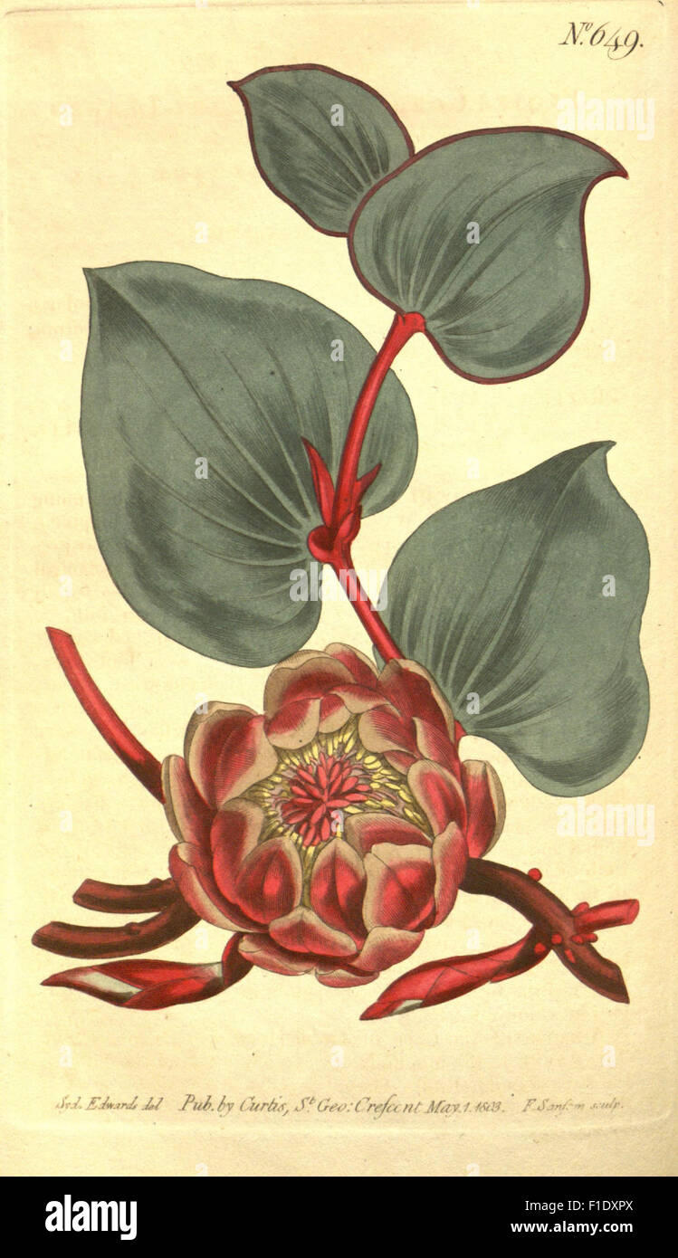 *Curtis's Botanical Magazine* is a renowned periodical dedicated to ...