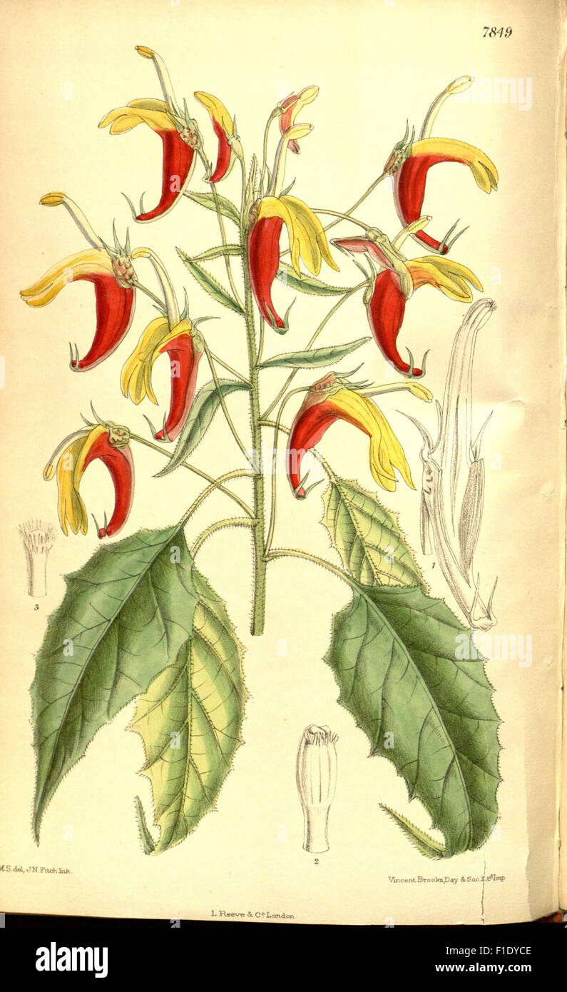 Curtis's Botanical Magazine, an iconic work in botanical illustration ...