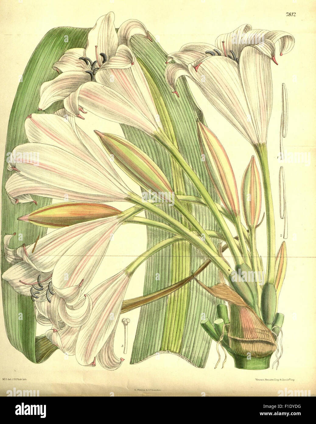 'Curtis's Botanical Magazine' is a long-running periodical dedicated to ...