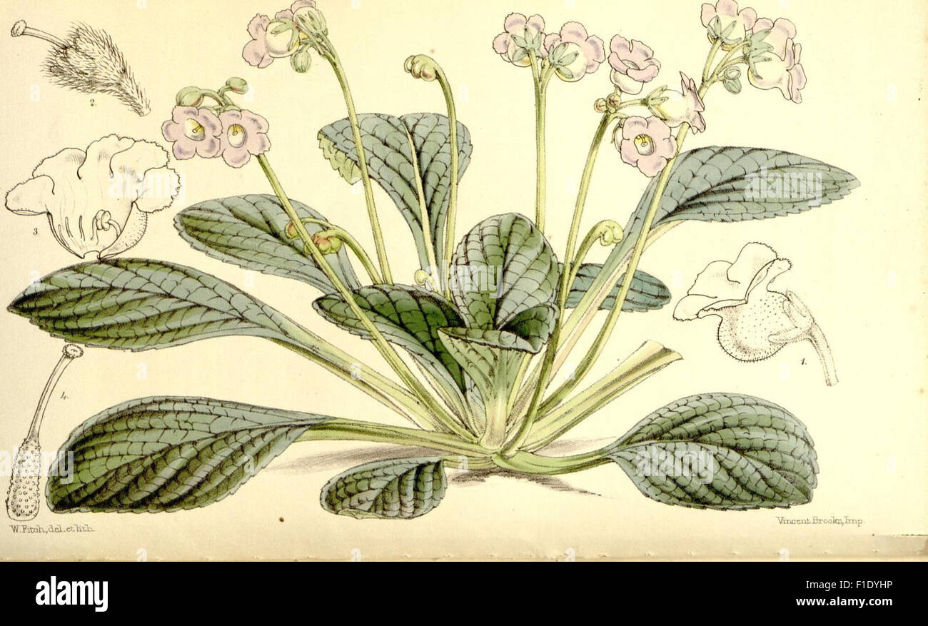 Curtis’s Botanical Magazine features detailed botanical illustrations ...