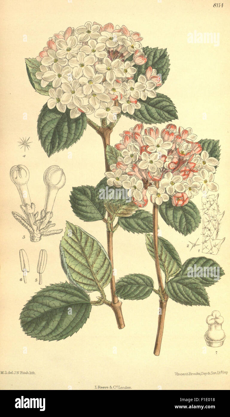 Curtis's Botanical Magazine is a well-known periodical showcasing ...