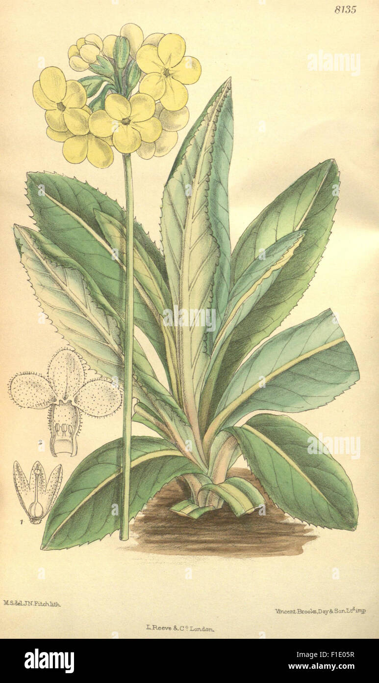Curtis's Botanical Magazine, renowned for its detailed illustrations of ...