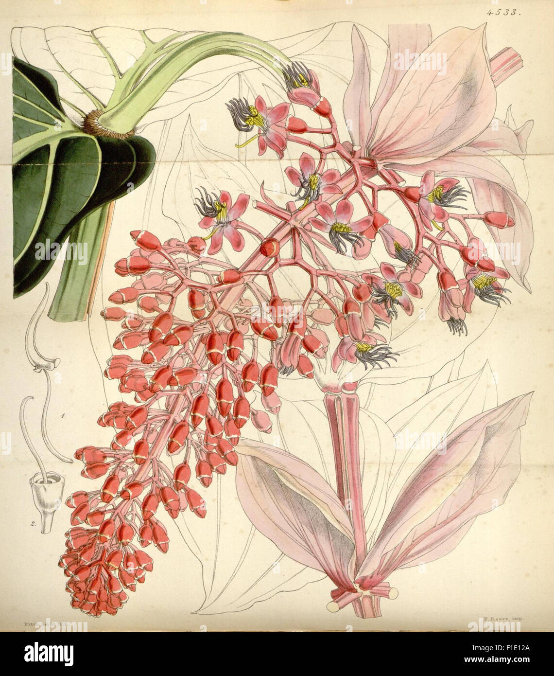 *Curtis's Botanical Magazine* features botanical illustrations of plant ...