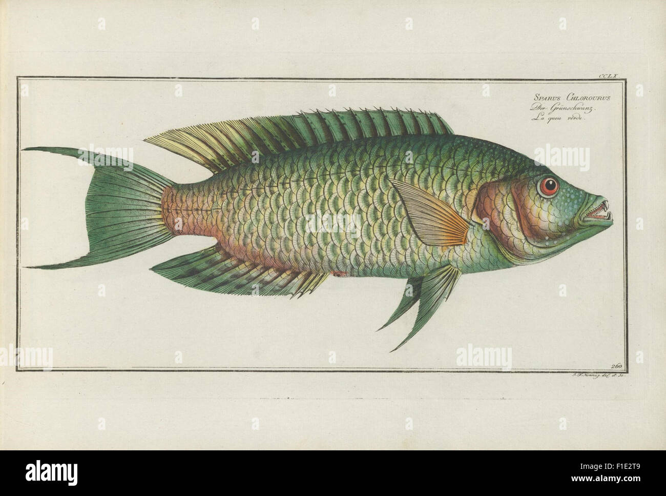 Esox Ossaus Der Fisch Gar Marcus Elieser Bloch main image 1