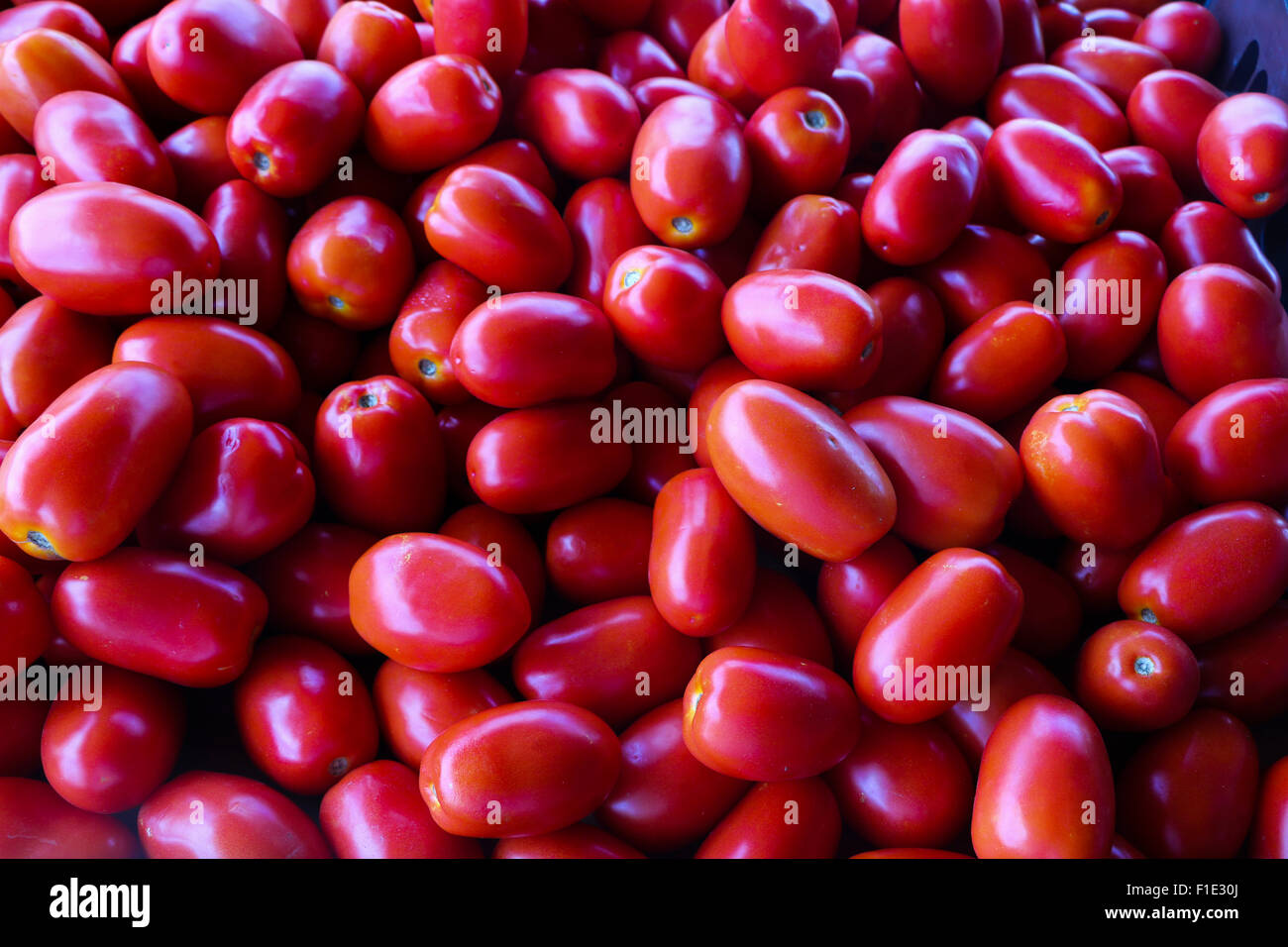 Tomatillo farming hires stock photography and images Alamy