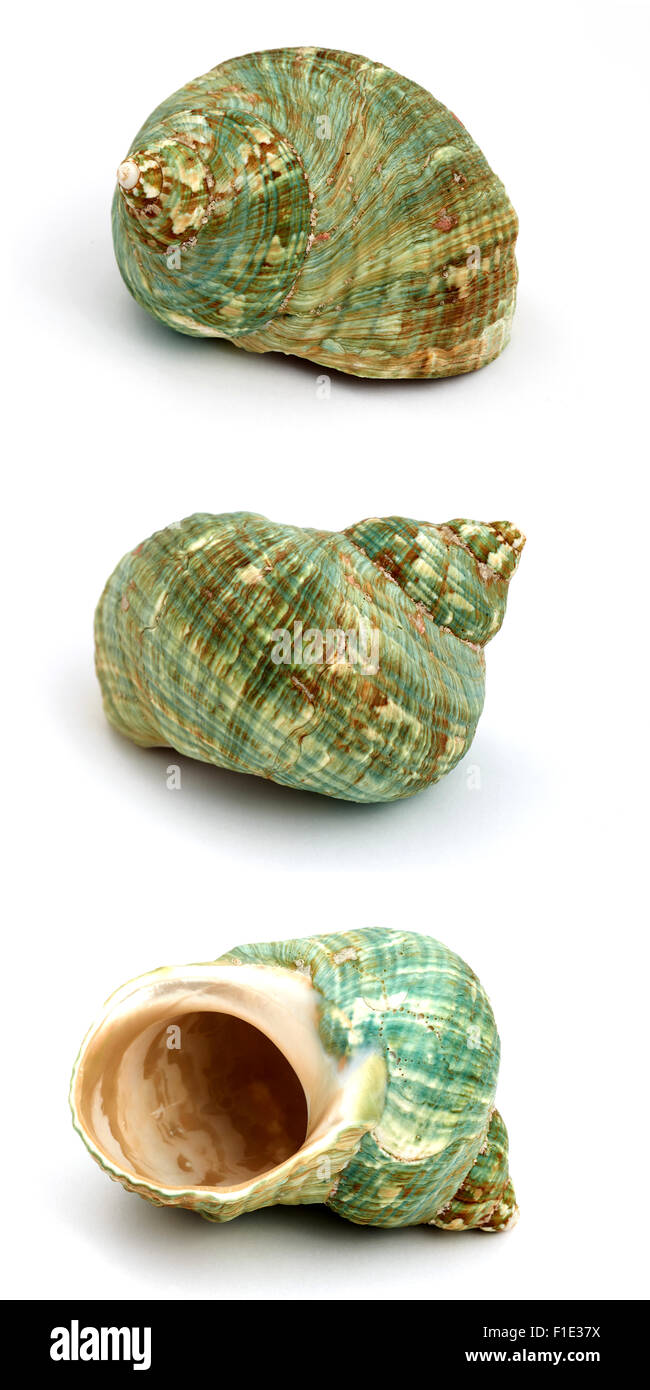 green shell isolated on white background in many different angles Stock Photo
