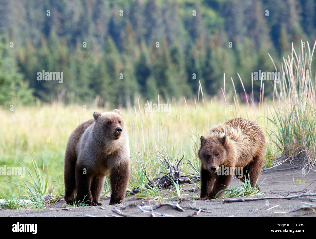 Two Alaska Second Year Brown Bear Cubs Stock Photo - Alamy