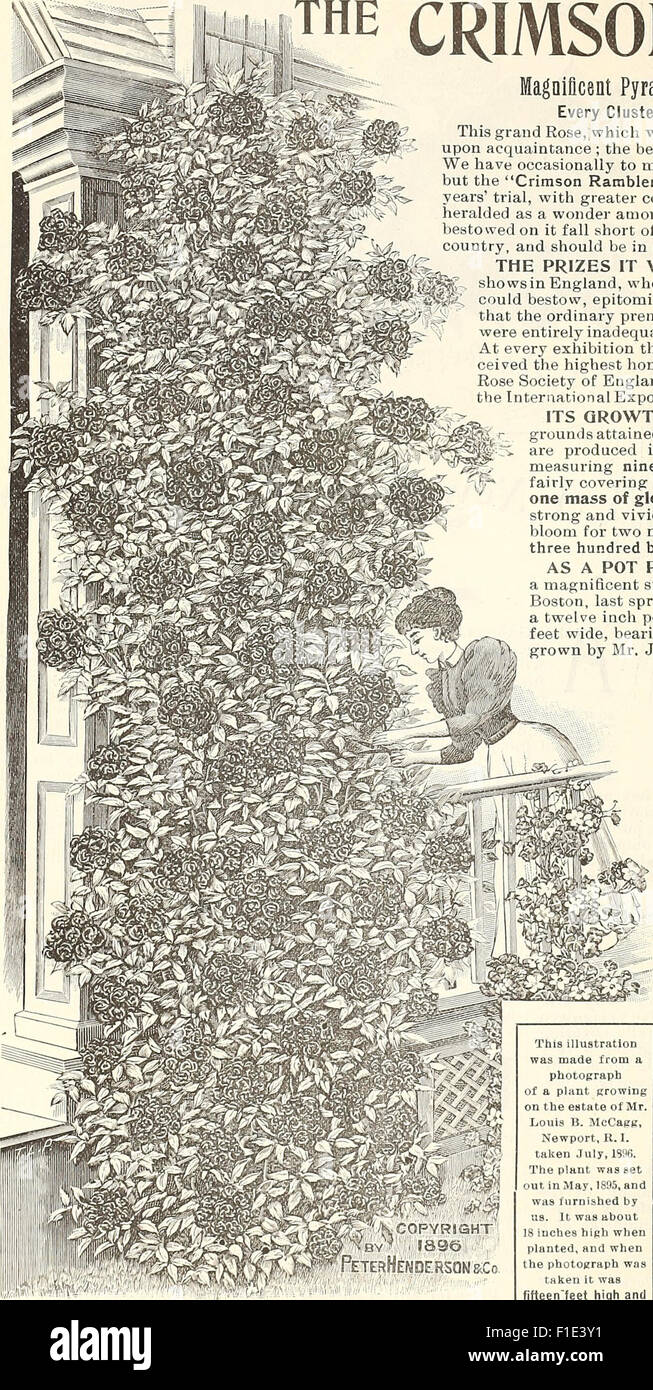 Dealers and florists wholesale list of plants (1897) Stock Photo