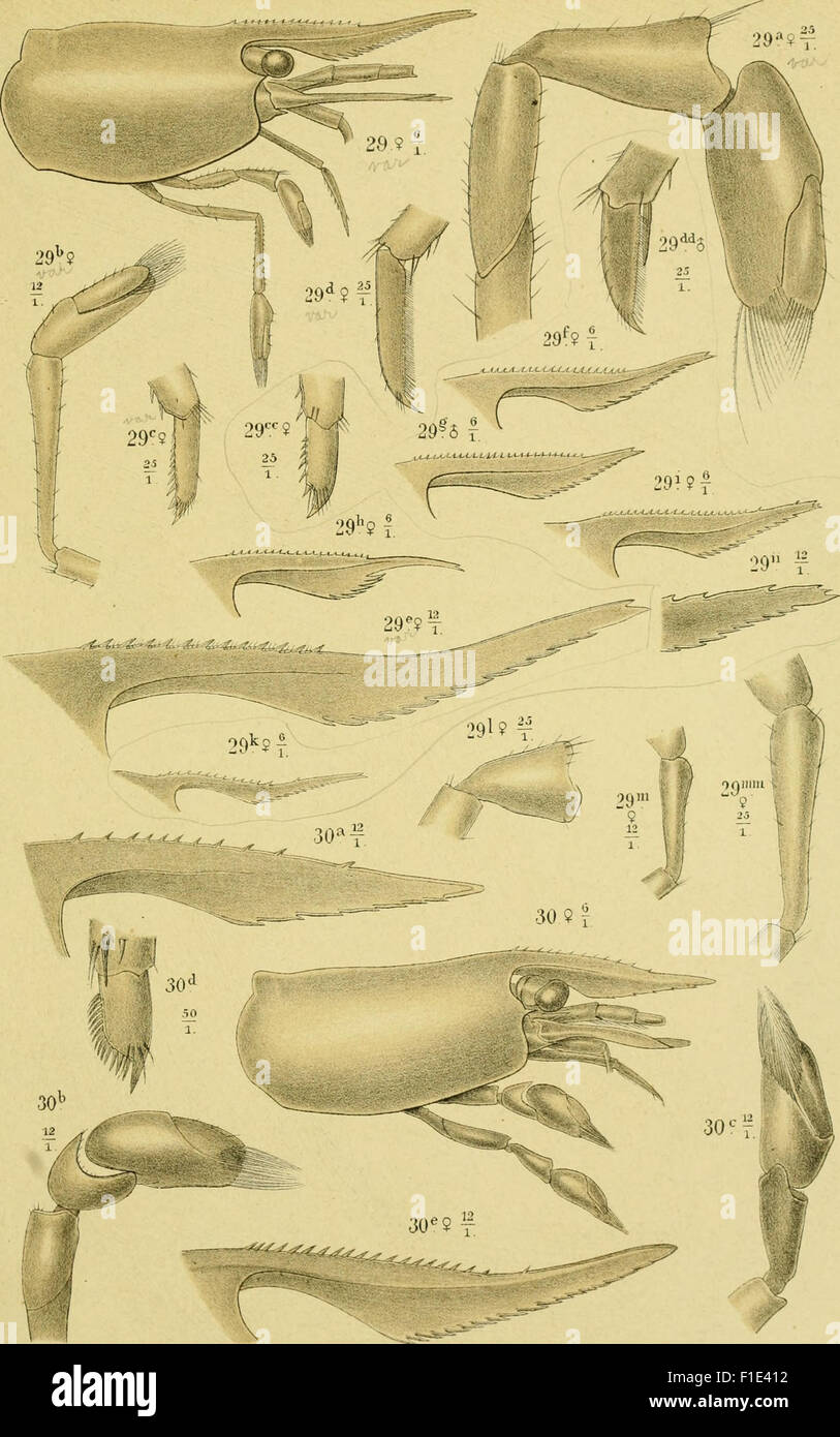 This 1892 work by Dr. J.G. De Man, titled 'Decapoden des Indischen ...