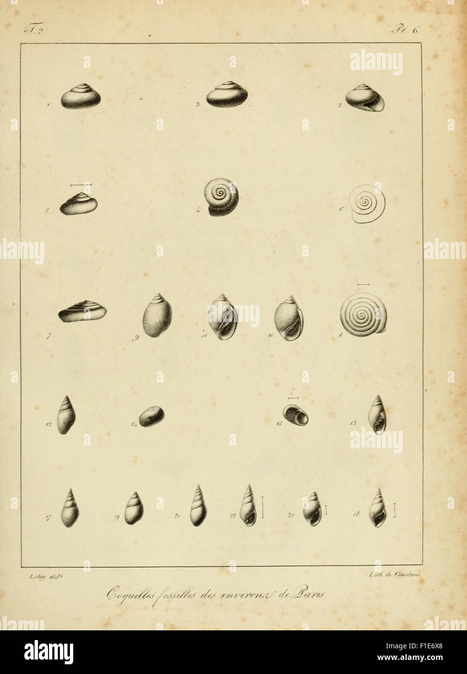 This work offers descriptions and illustrations of fossil shells found ...