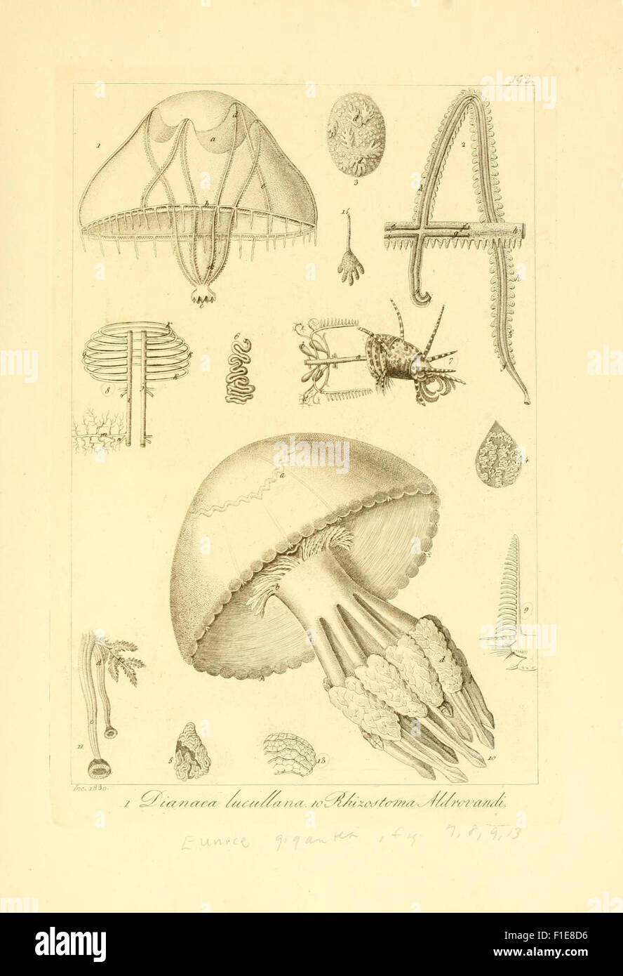 This work describes the anatomy of invertebrates from the region of ...
