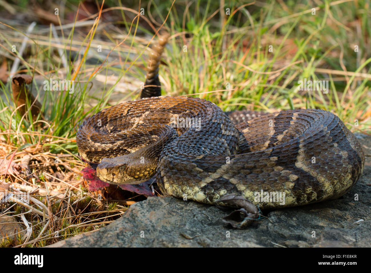 timber rattlesnake in the grass Crotalus horridus Stock Photo Alamy