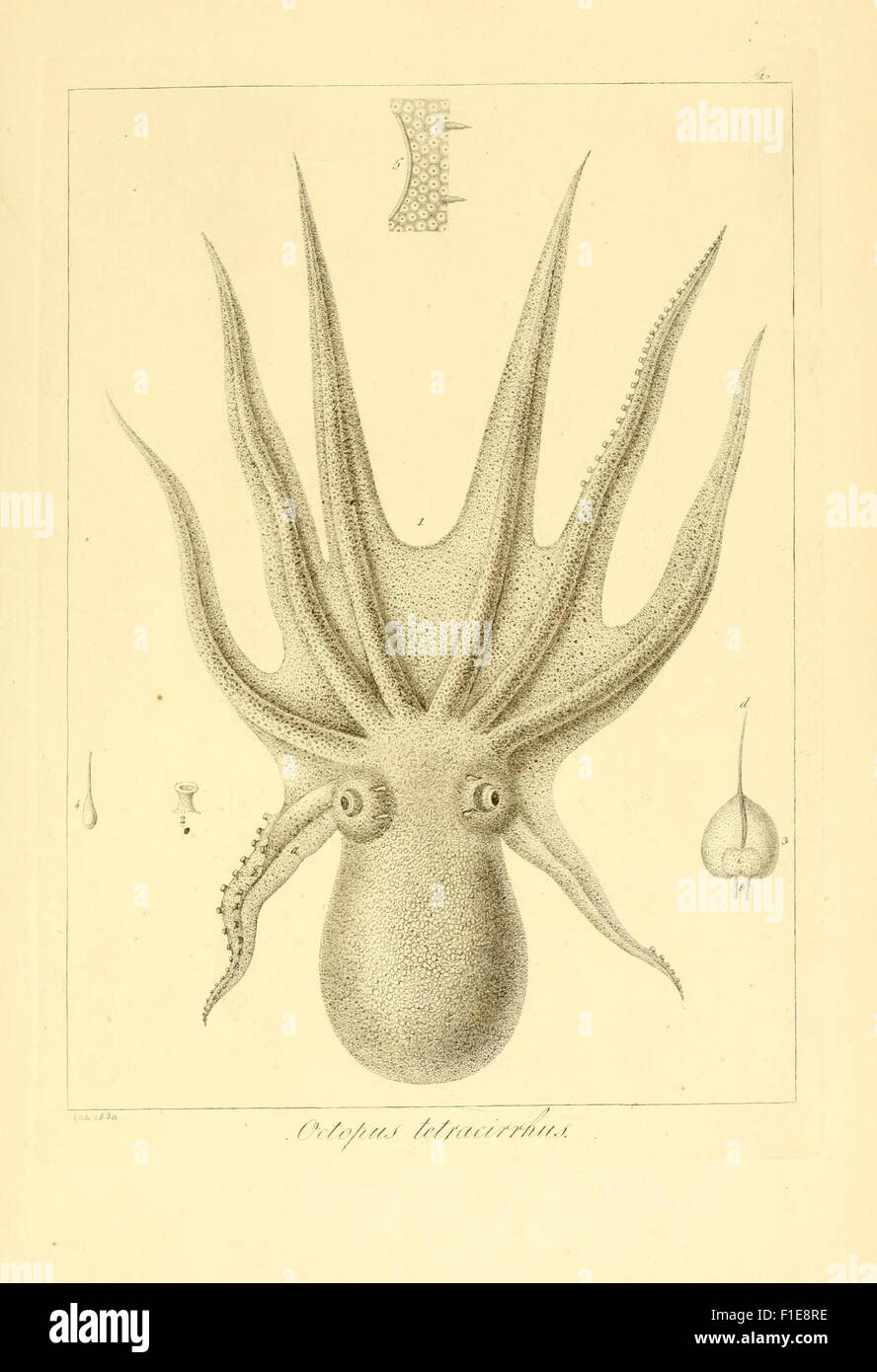 This early work describes and illustrates invertebrates found in ...