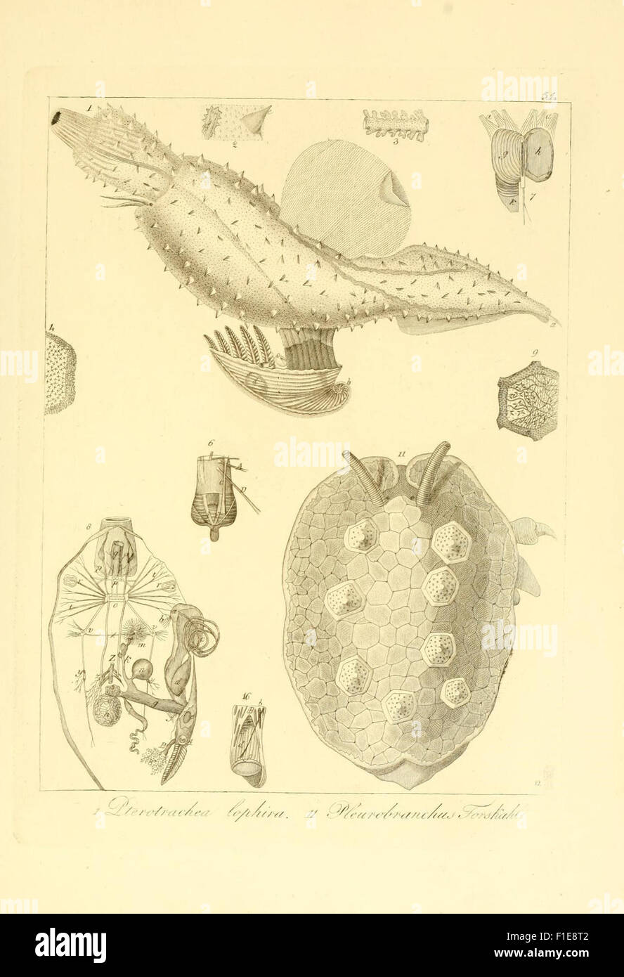 This 19th-century work provides a detailed description and anatomical ...