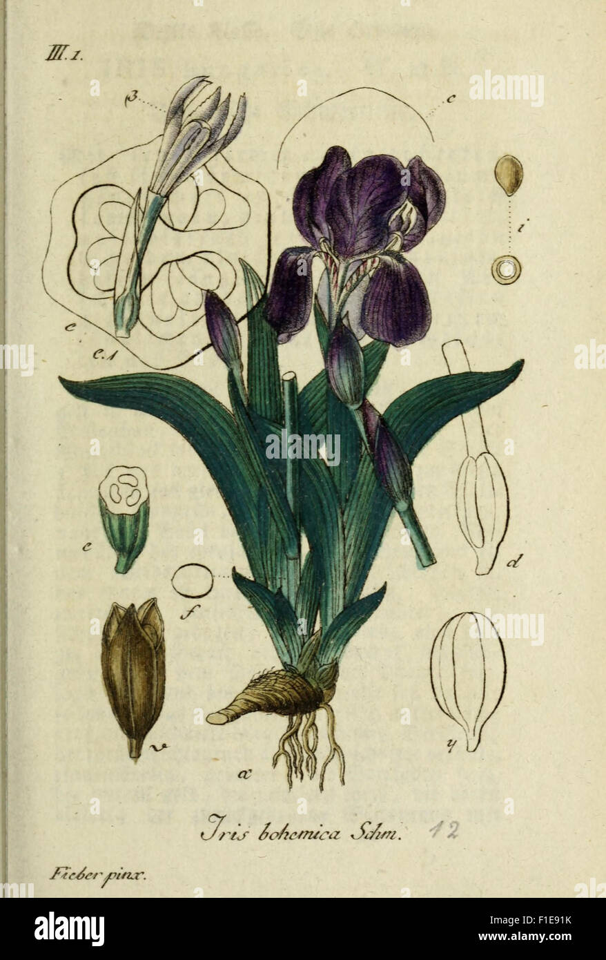 Deutschlands flora in abbildungen nach der natur Stock Photo Alamy