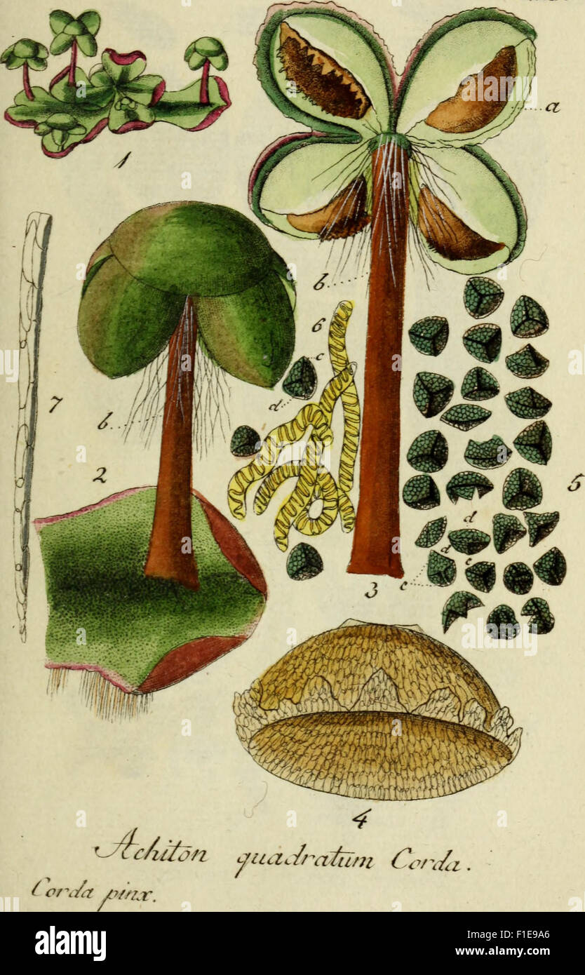 This 1832 botanical work features detailed illustrations of Germany's ...